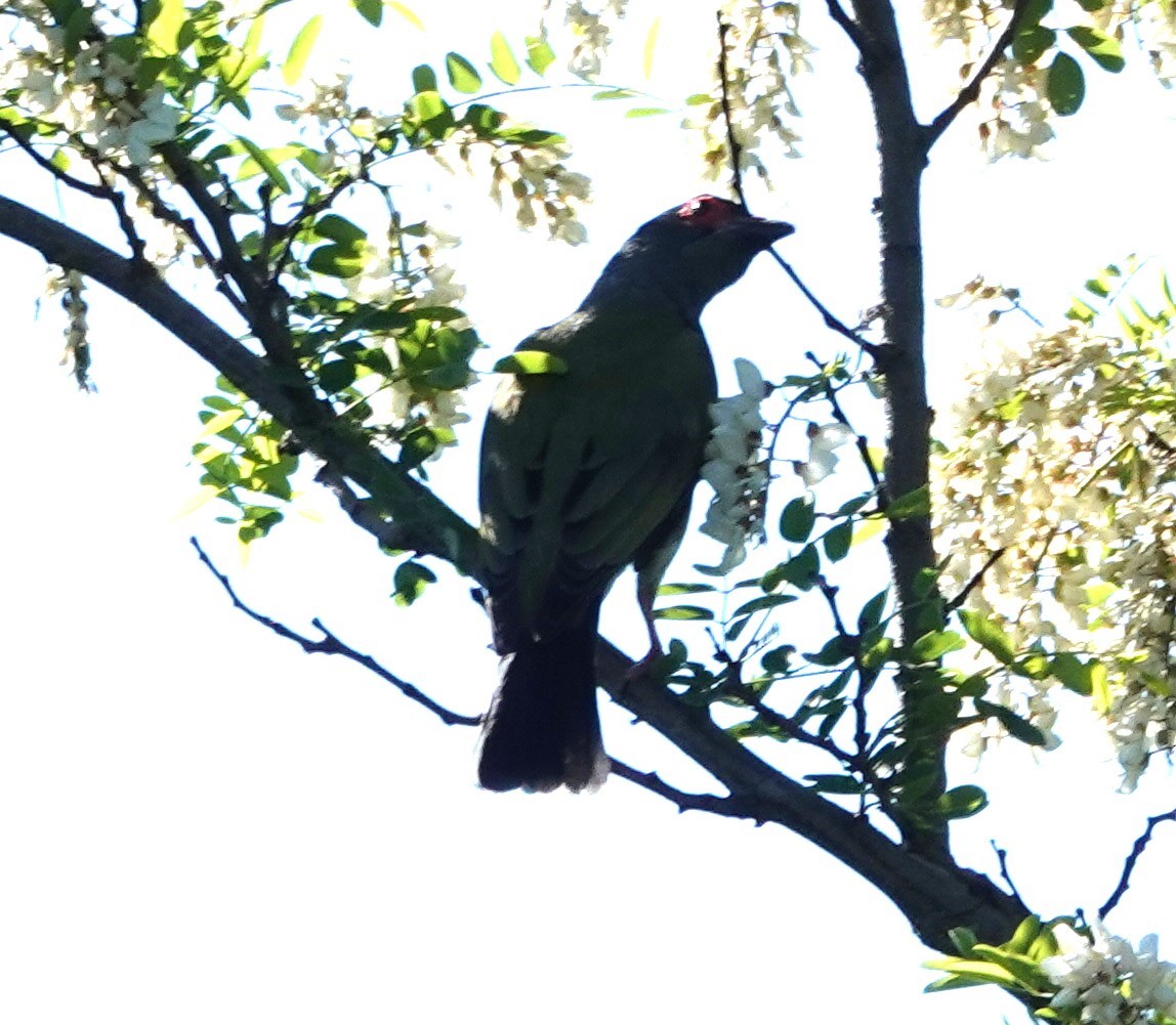 Australasian Figbird - ML644282096