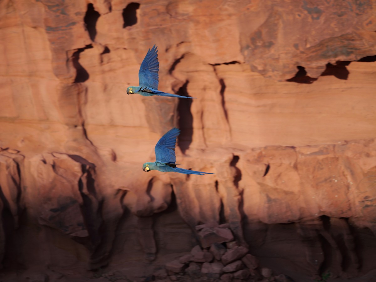 Indigo Macaw - ML644282111