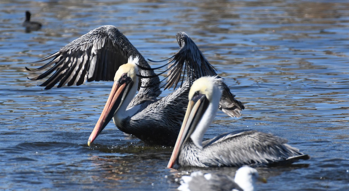 Brown Pelican - ML644282113
