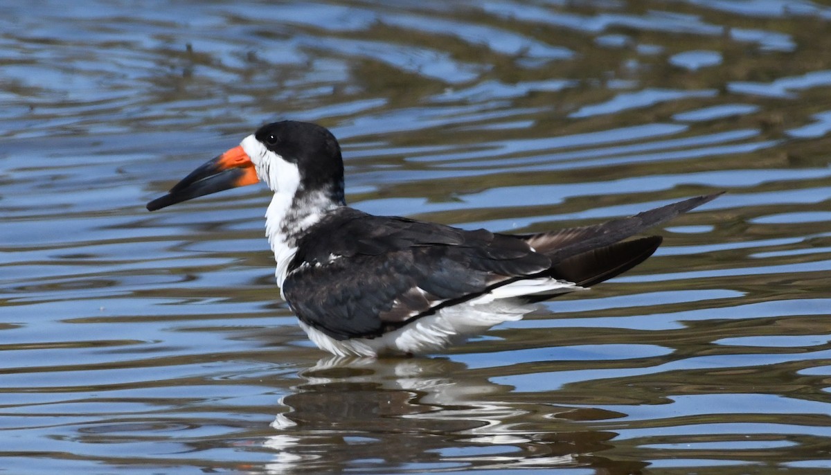 Black Skimmer - ML644282123