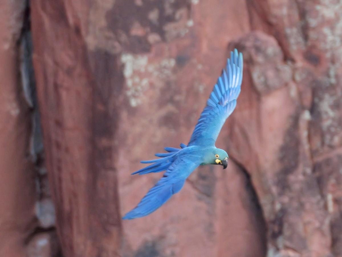 Indigo Macaw - ML644282124