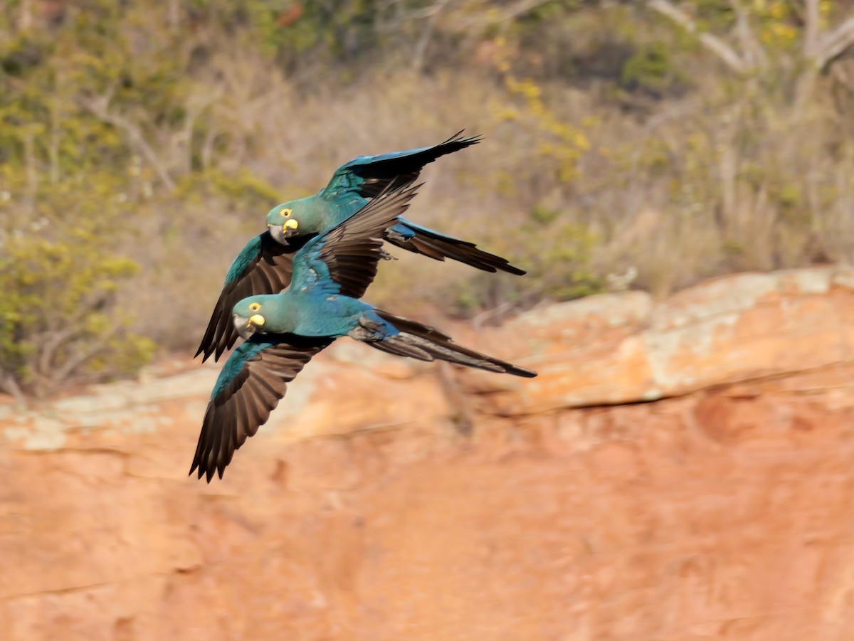 Indigo Macaw - ML644282125
