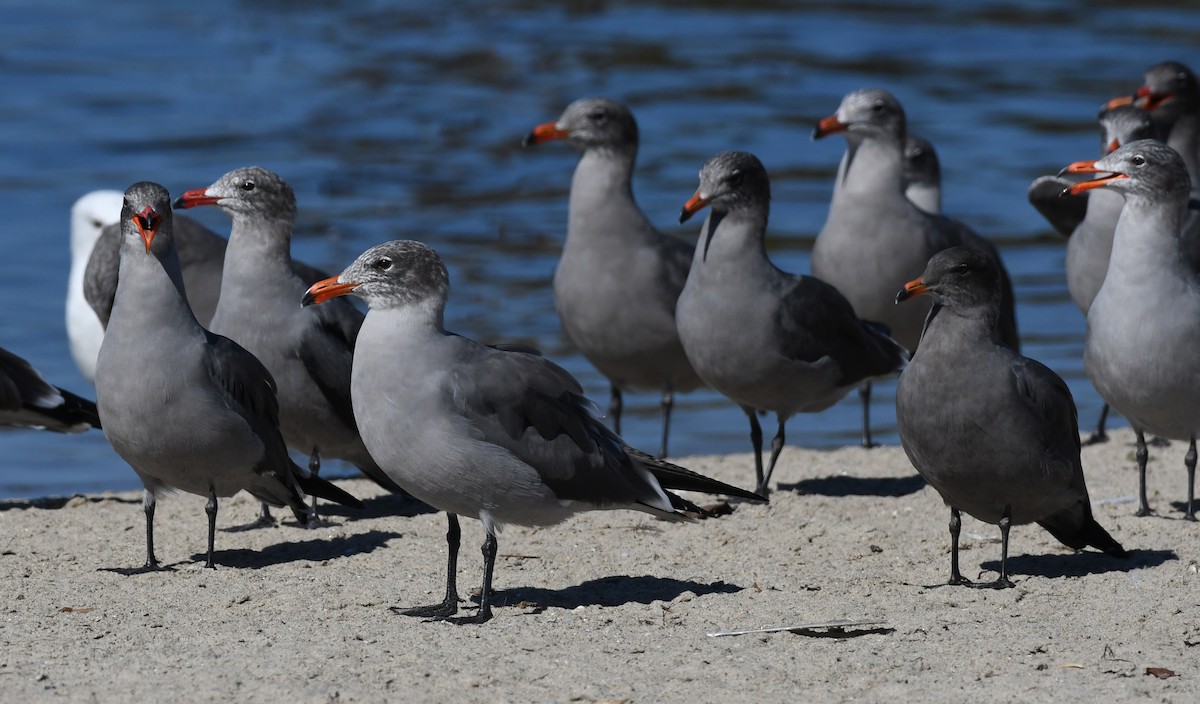 Heermann's Gull - ML644282130