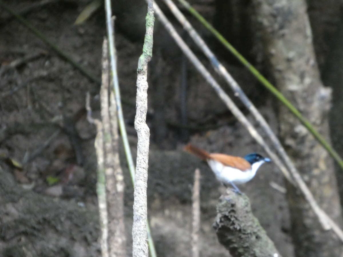 Shining Flycatcher - ML644282140