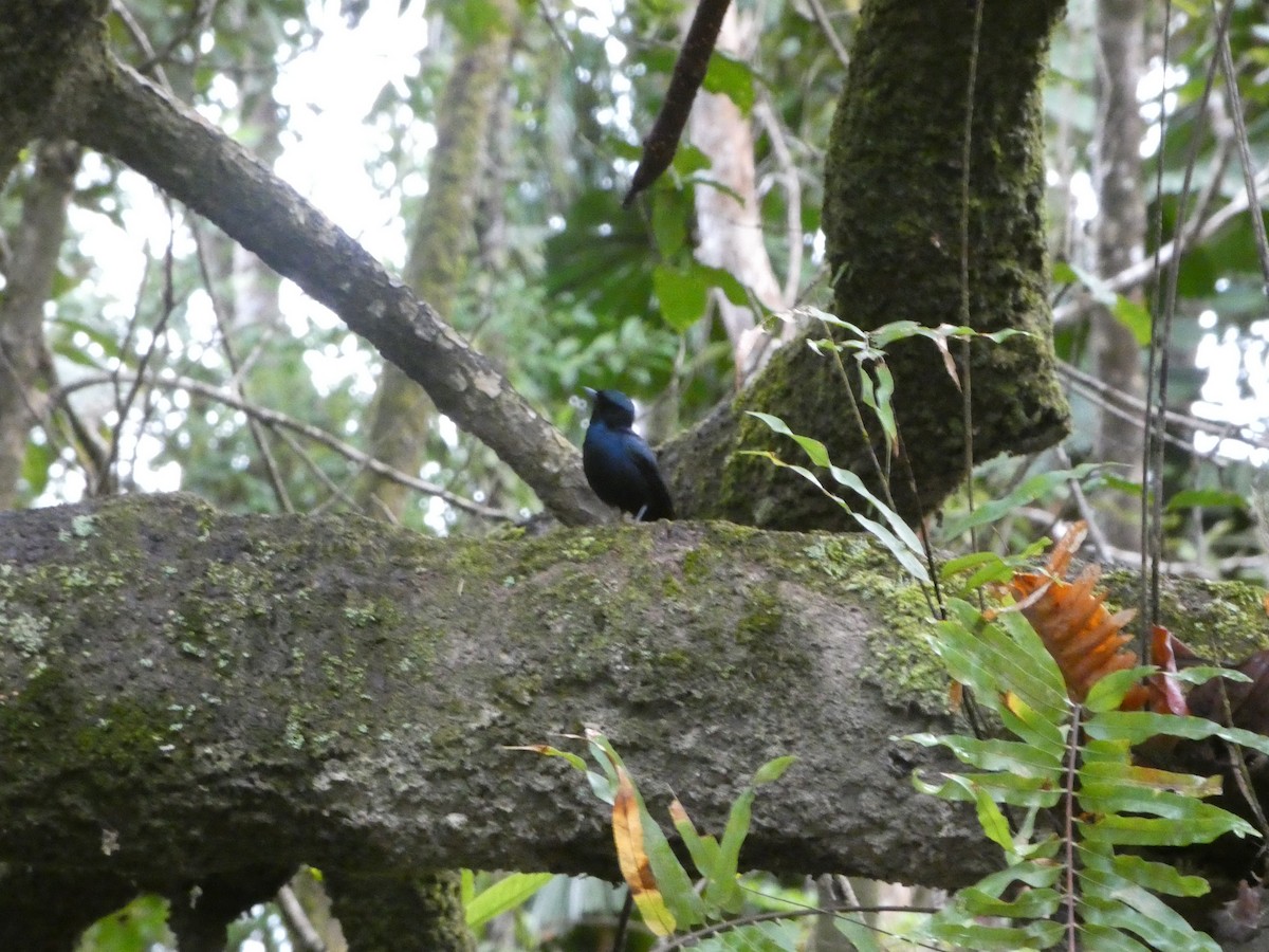 Shining Flycatcher - ML644282142