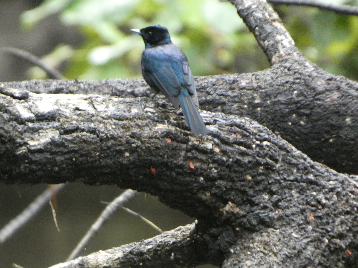 Shining Flycatcher - ML644282143