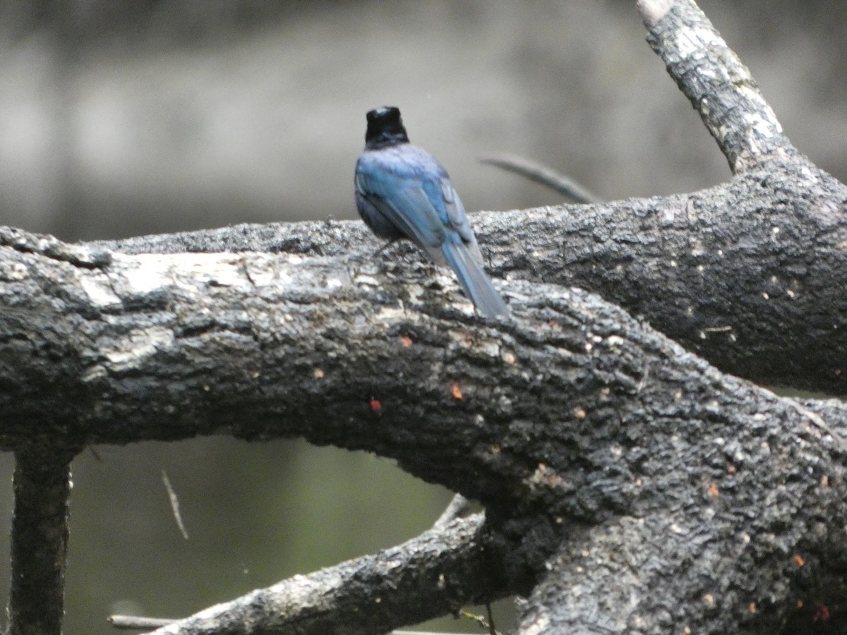 Shining Flycatcher - ML644282144