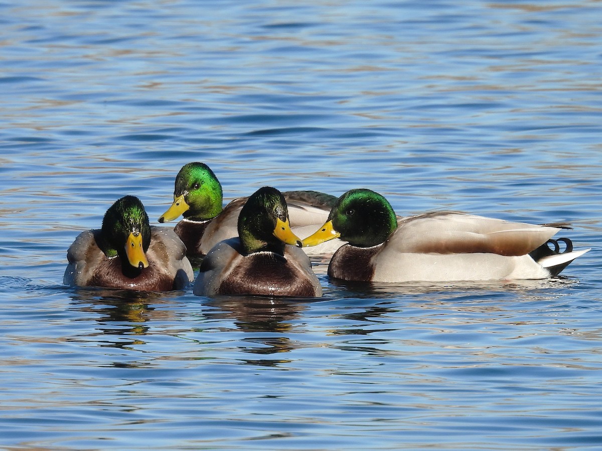 マガモ - ML644282149