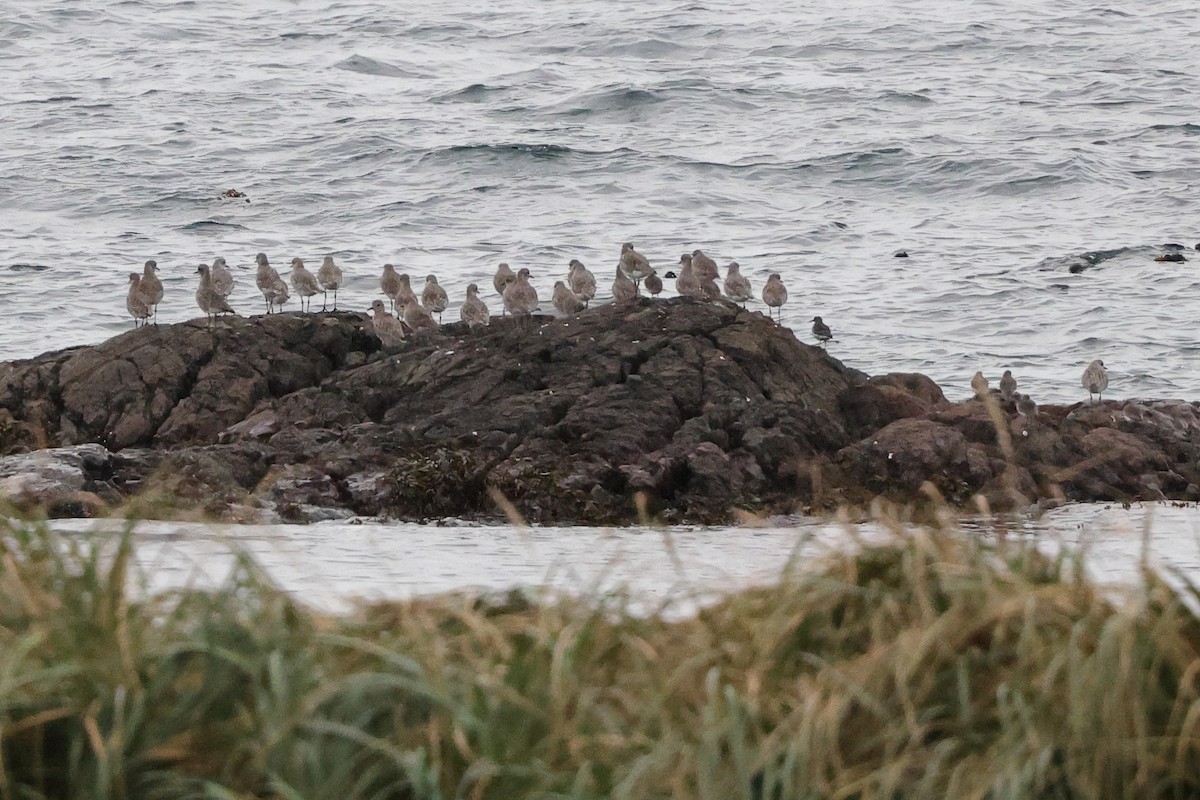 klippesnipe - ML644282150