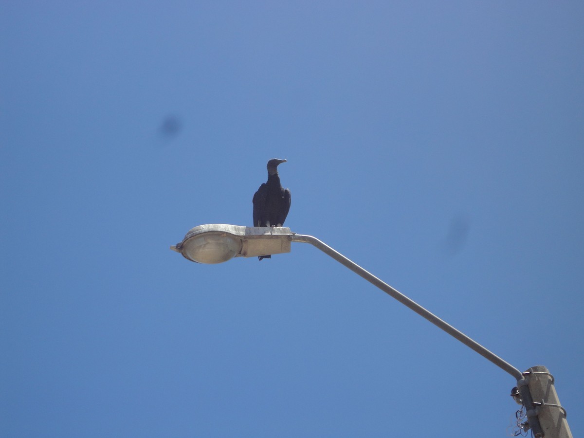Black Vulture - ML644282151