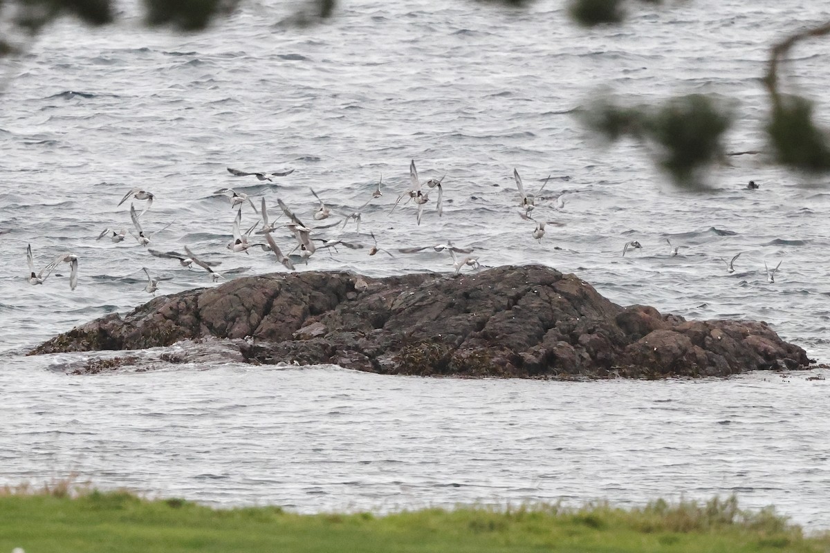 klippesnipe - ML644282152