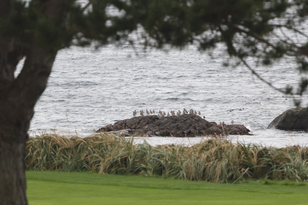 klippesnipe - ML644282153