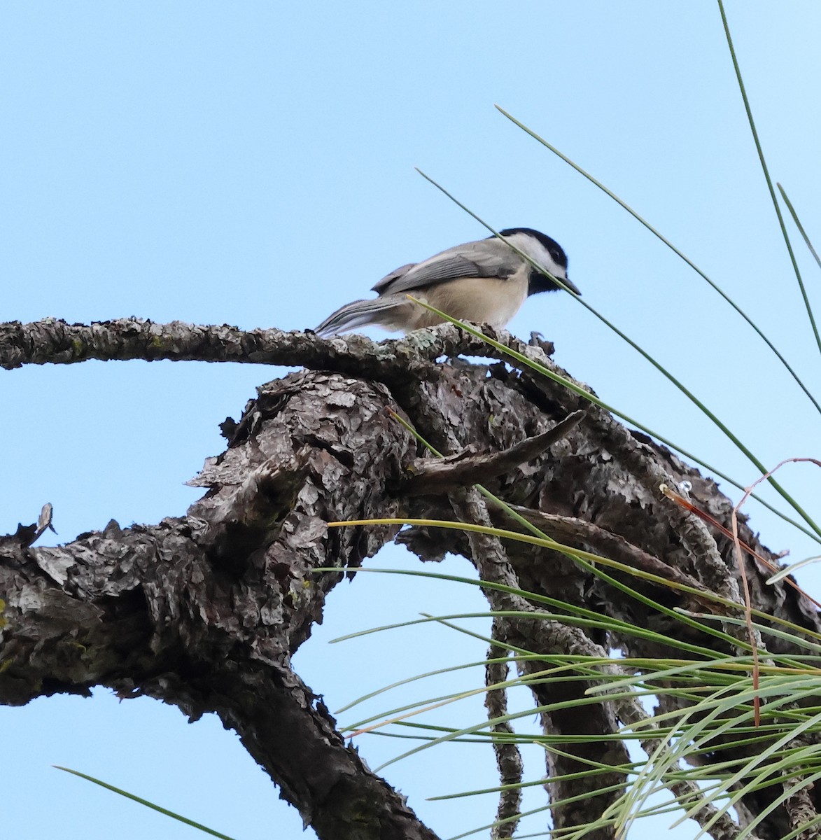 Каролинская гаичка - ML644282154