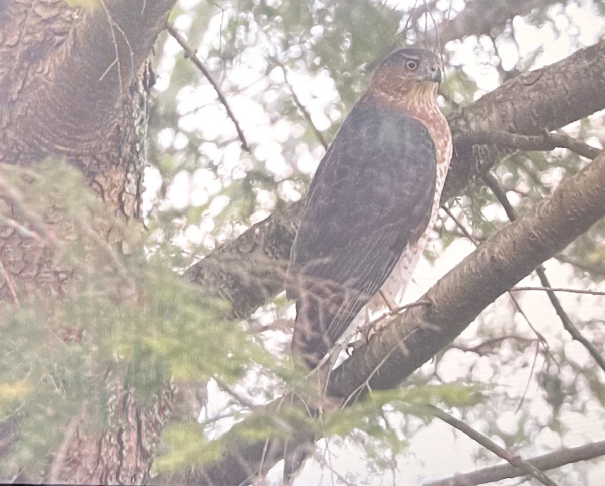 Cooper's Hawk - ML644282178