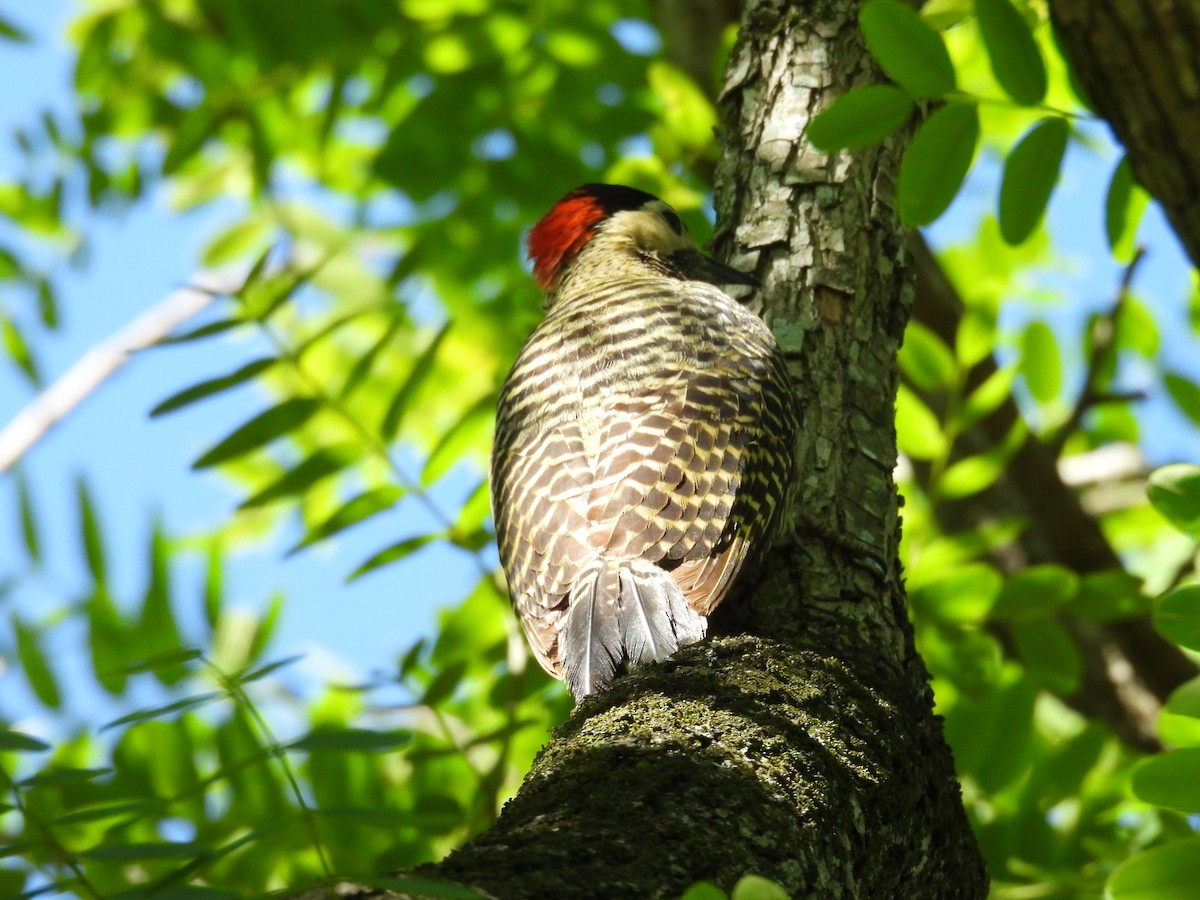 Декол плямистоволий - ML644282180