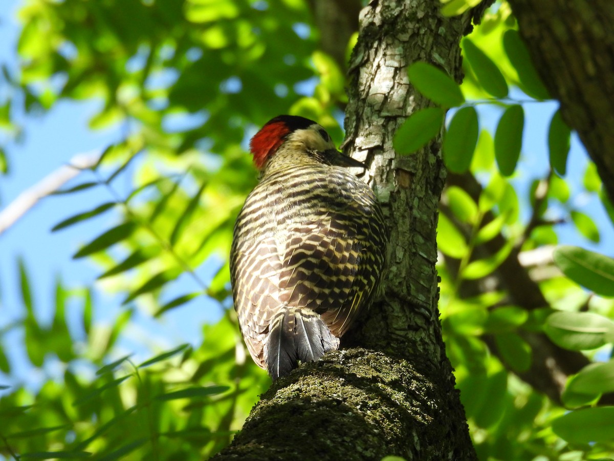 Декол плямистоволий - ML644282181