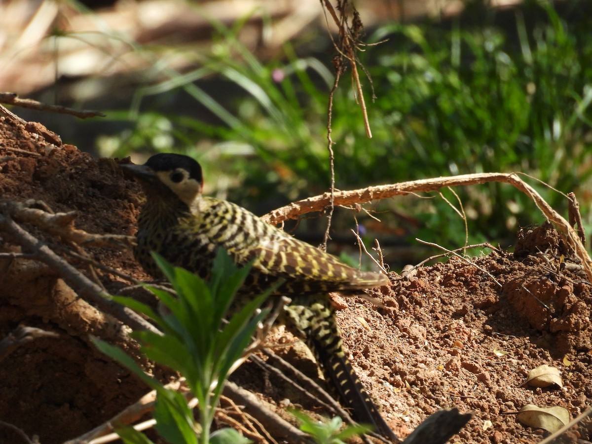 Декол плямистоволий - ML644282182
