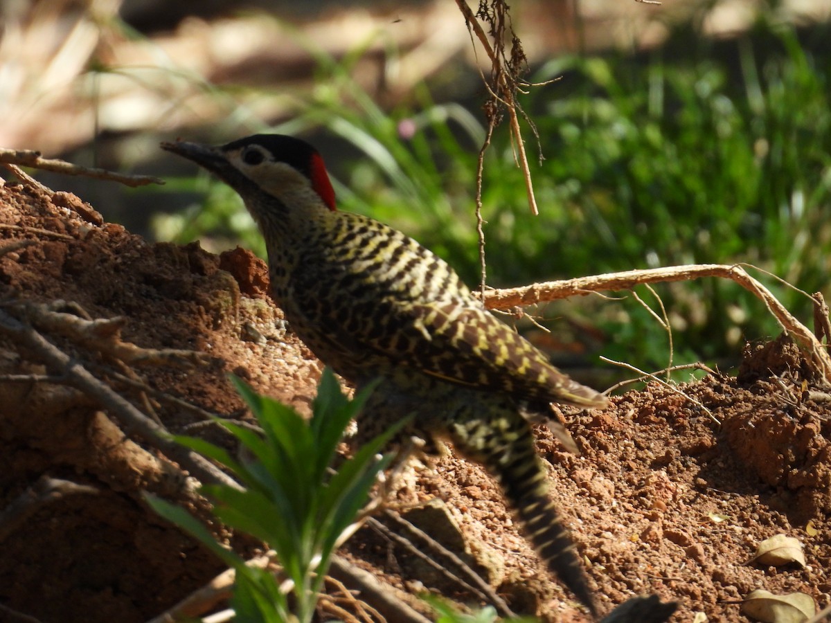 Декол плямистоволий - ML644282183