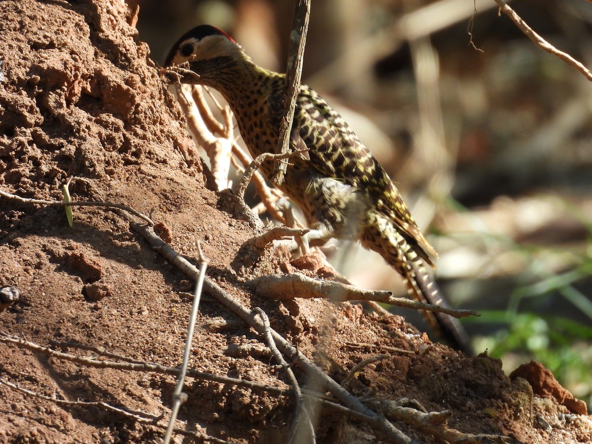 Декол плямистоволий - ML644282184