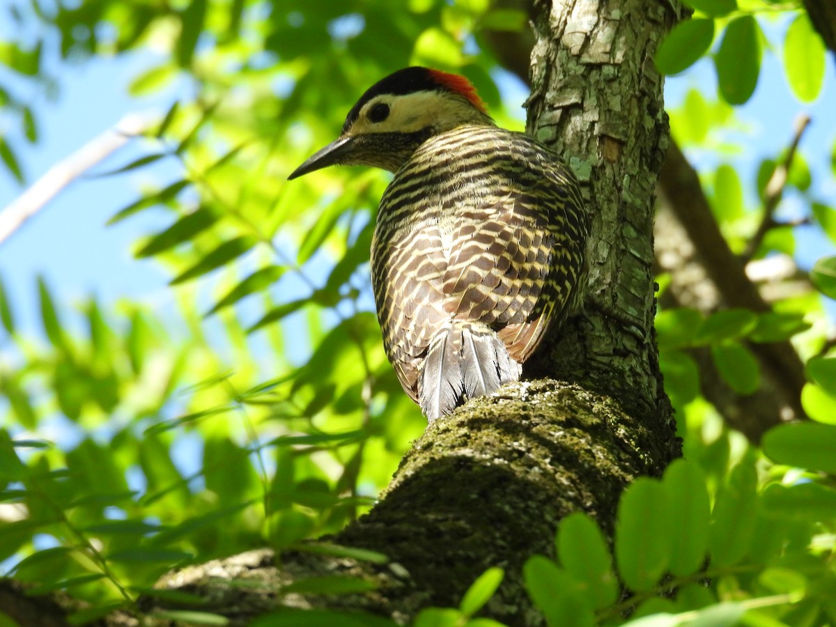 Декол плямистоволий - ML644282185