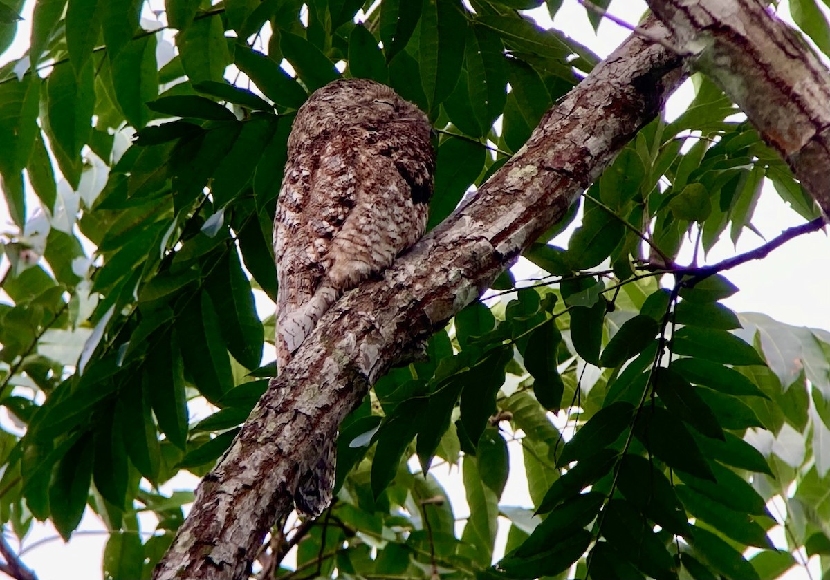 Great Potoo - ML644282190