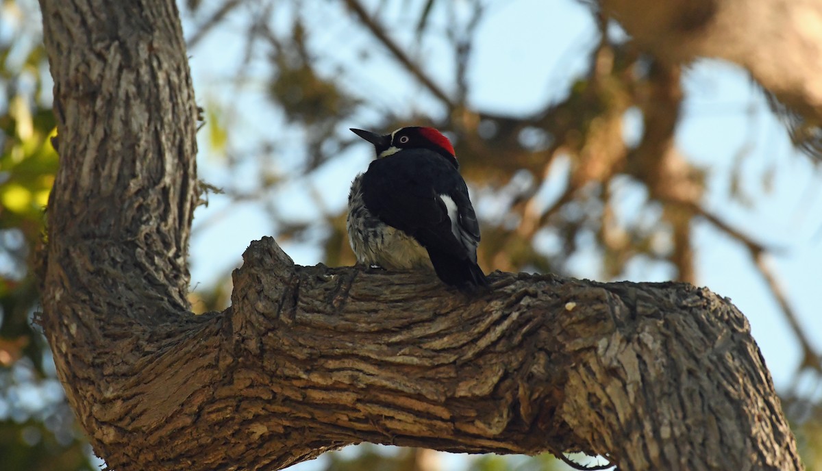 Acorn Woodpecker - ML644282192