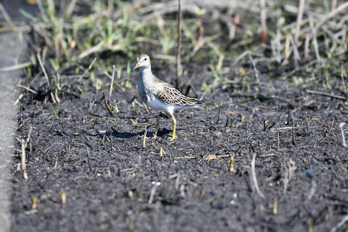 Pectoral Sandpiper - ML644282201