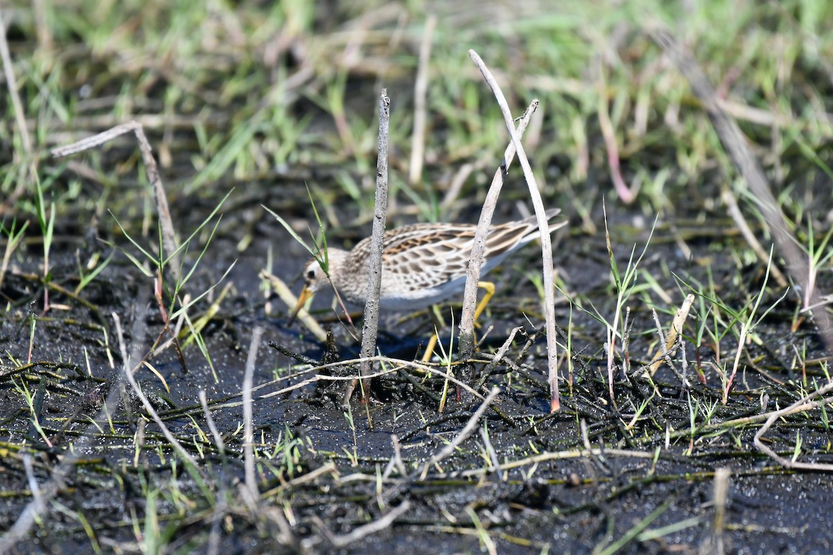 Pectoral Sandpiper - ML644282202