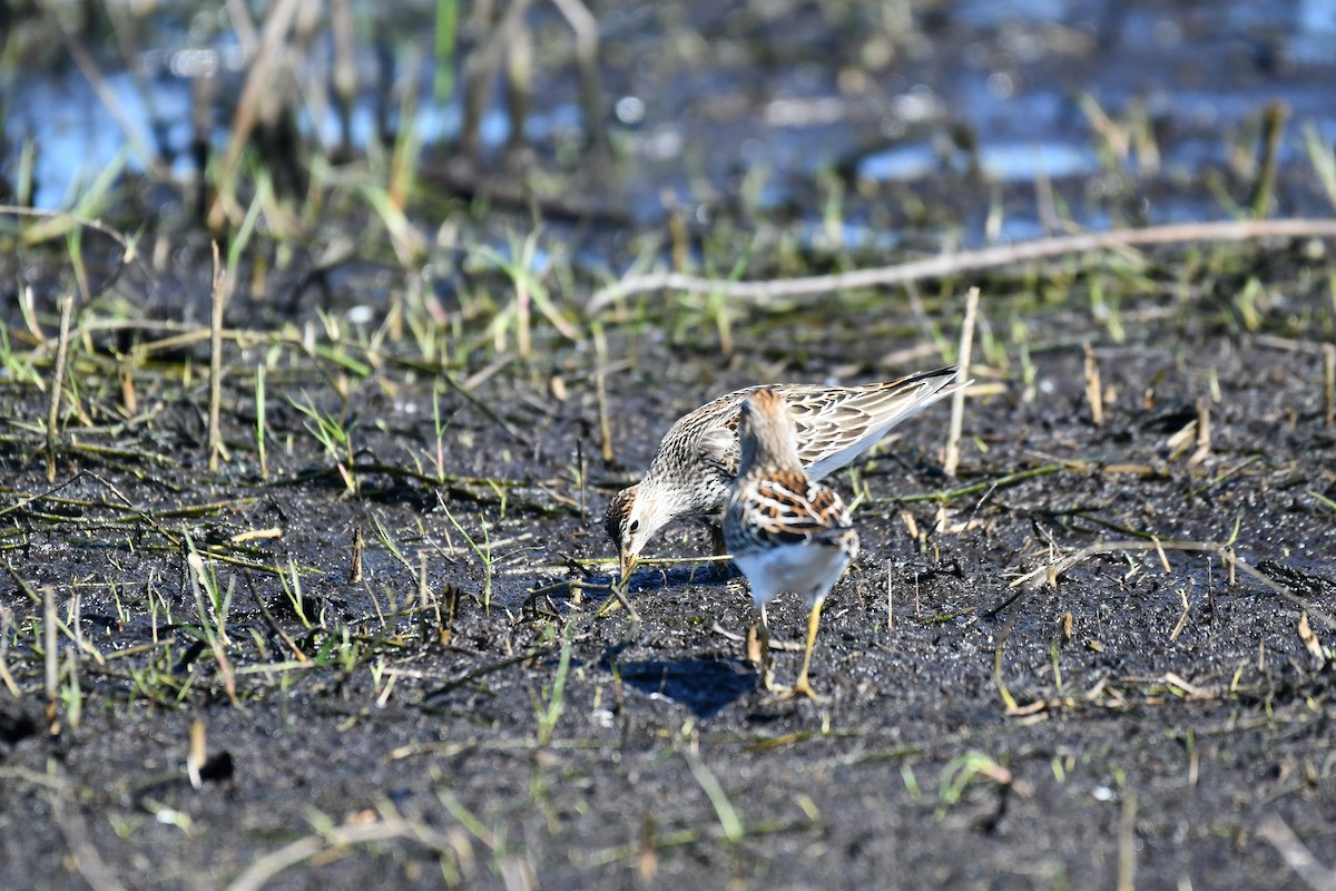 Pectoral Sandpiper - ML644282204