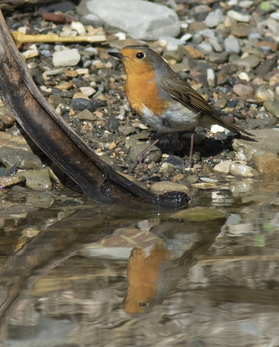 Өрнийн зээрд омруут - ML644282212