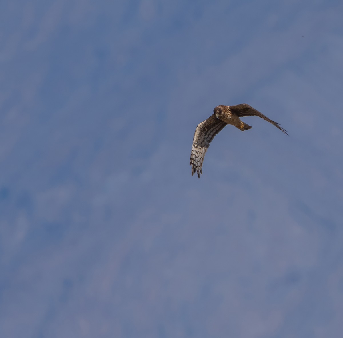 Northern Harrier - ML644282217