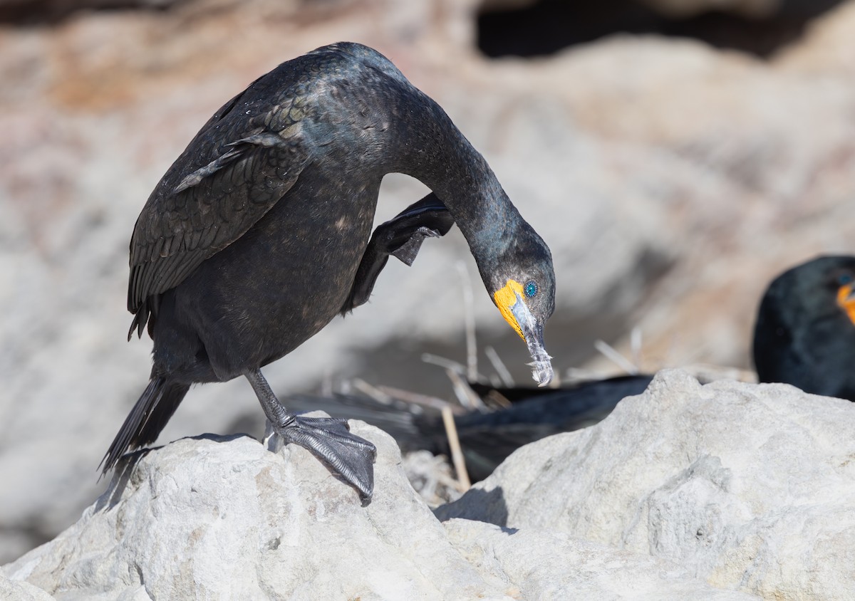 キノドハナグロウ - ML644282221