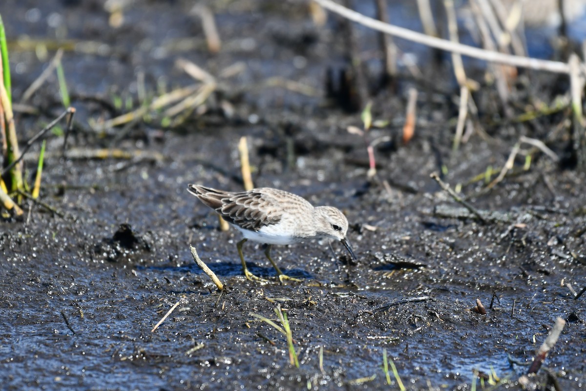 Least Sandpiper - ML644282222
