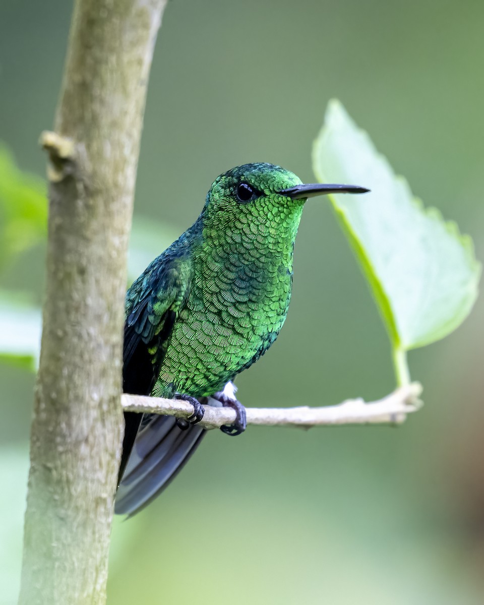 kolibrík ocelovořitý - ML644282223