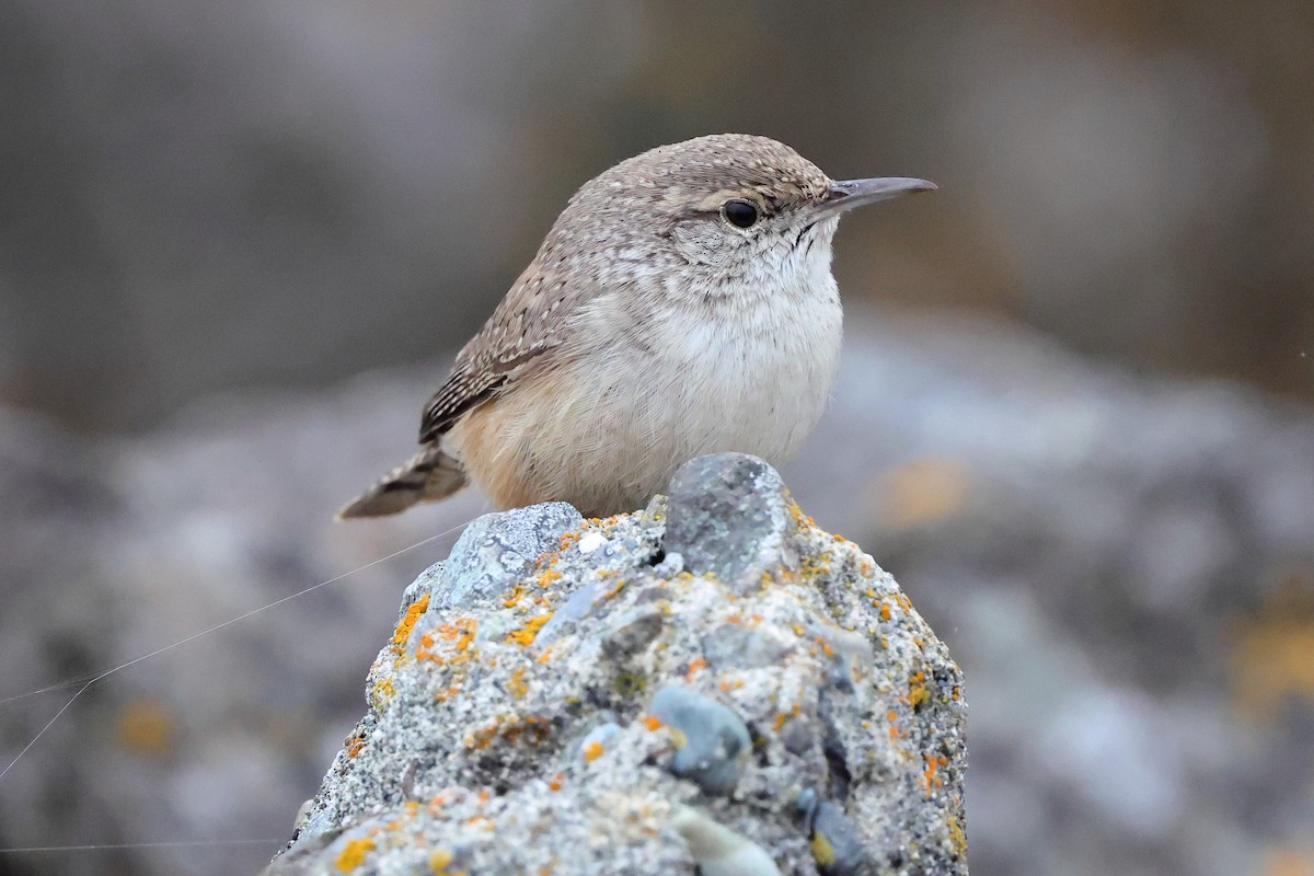 Rock Wren - ML644282224
