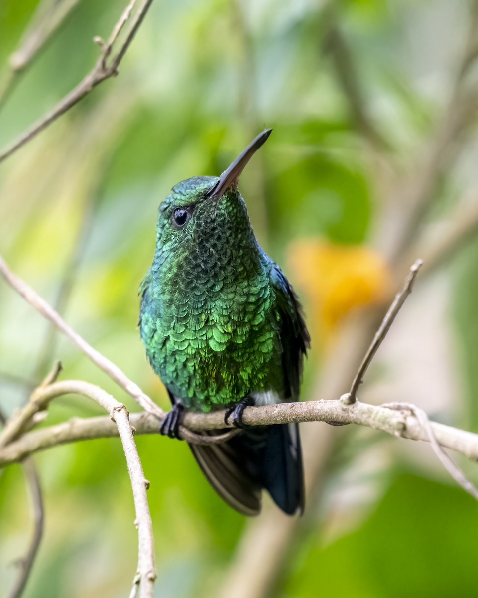 kolibrík ocelovořitý - ML644282225