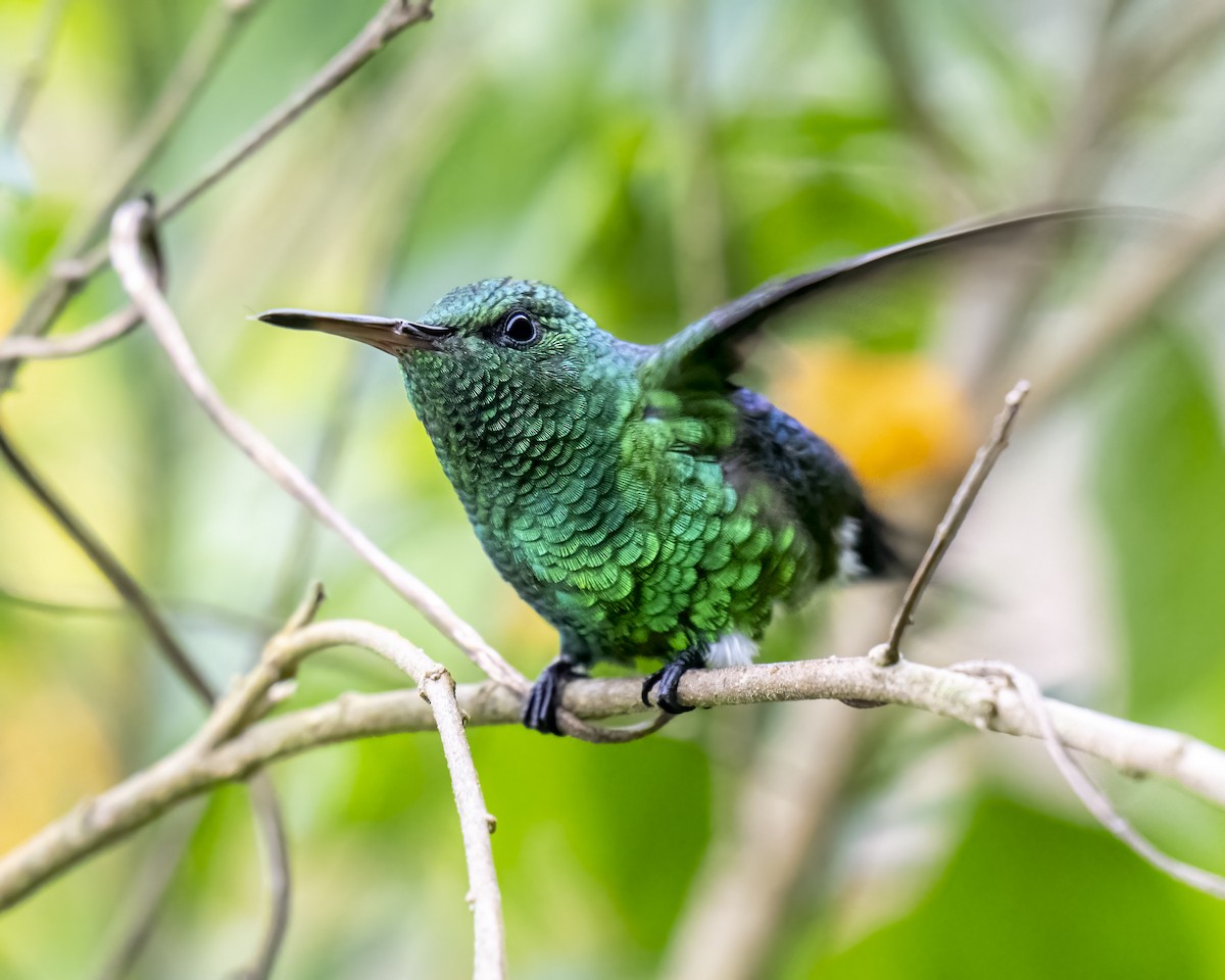 kolibrík ocelovořitý - ML644282226