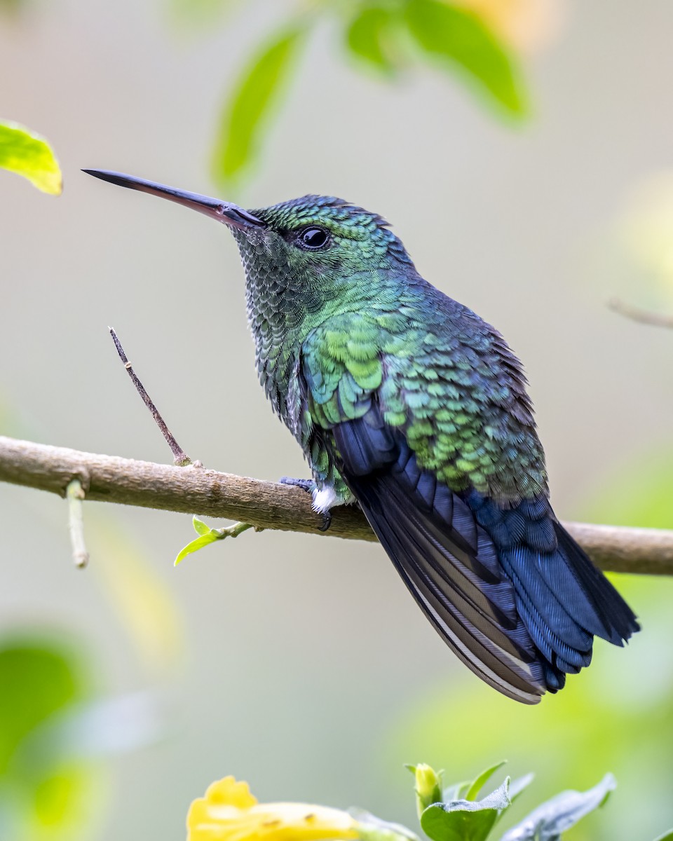 kolibrík ocelovořitý - ML644282227