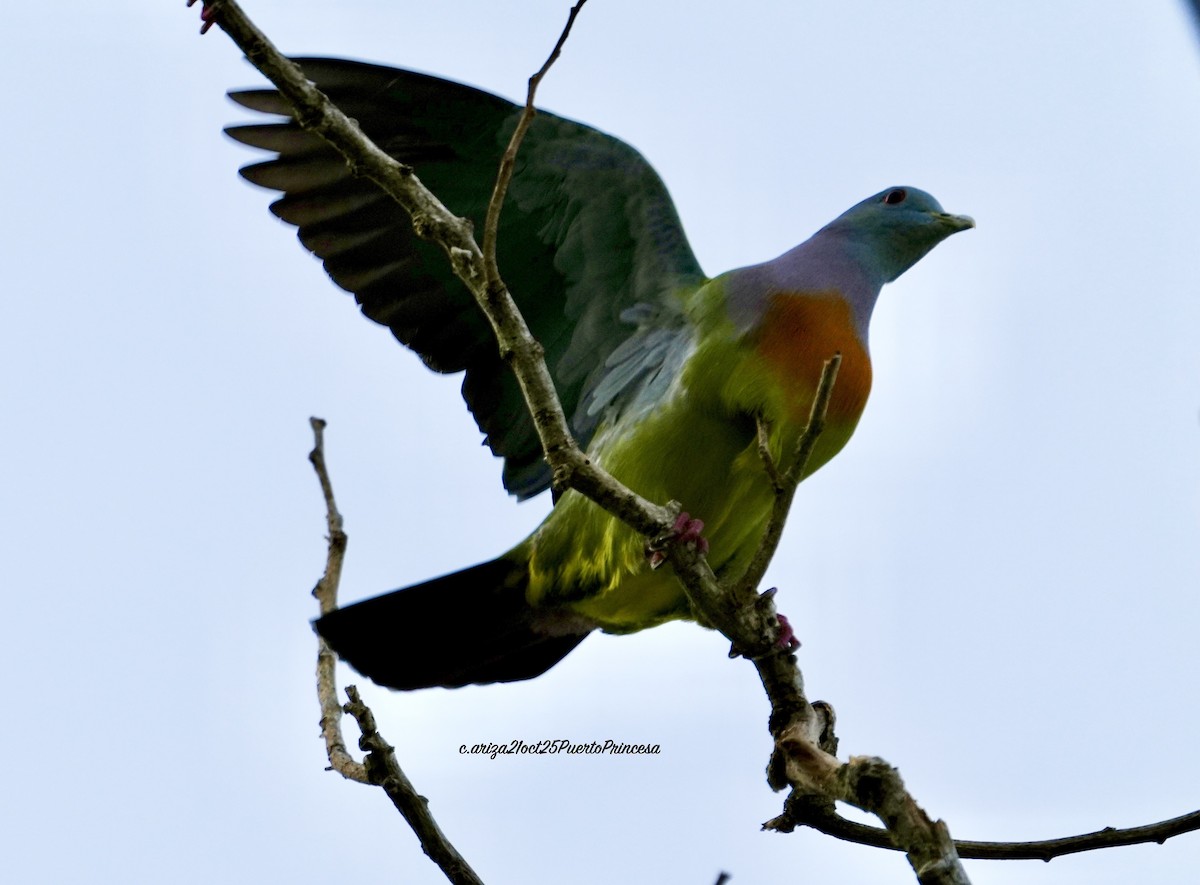 Розовошейный зелёный голубь - ML644282242