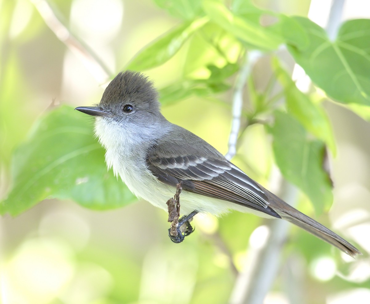 バハマヒタキモドキ - ML644282246