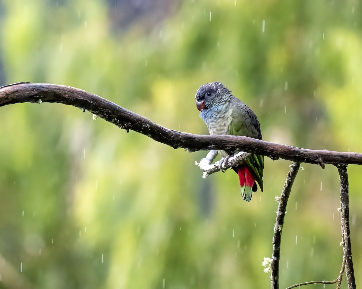 rødnebbpapegøye - ML644282249