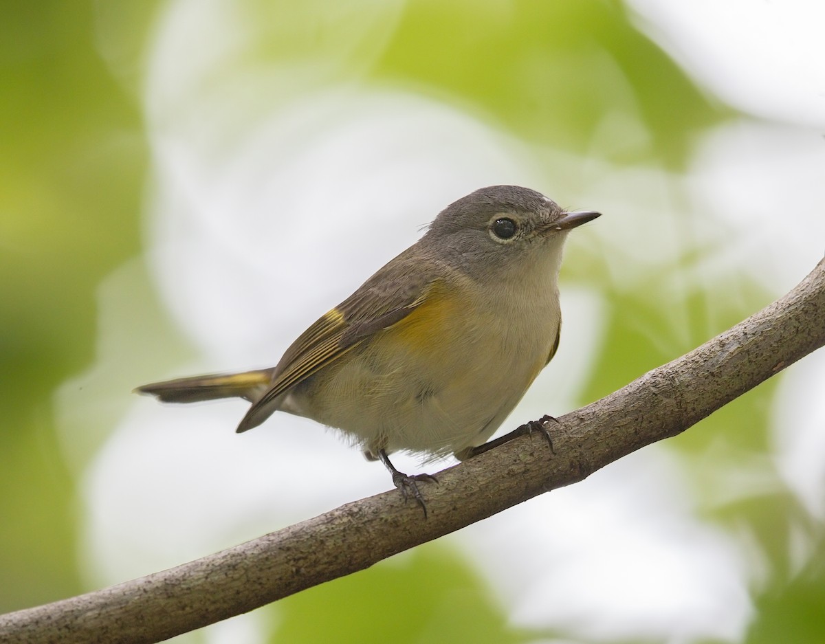 Kızıl Kuyruklu Ötleğen - ML644282251