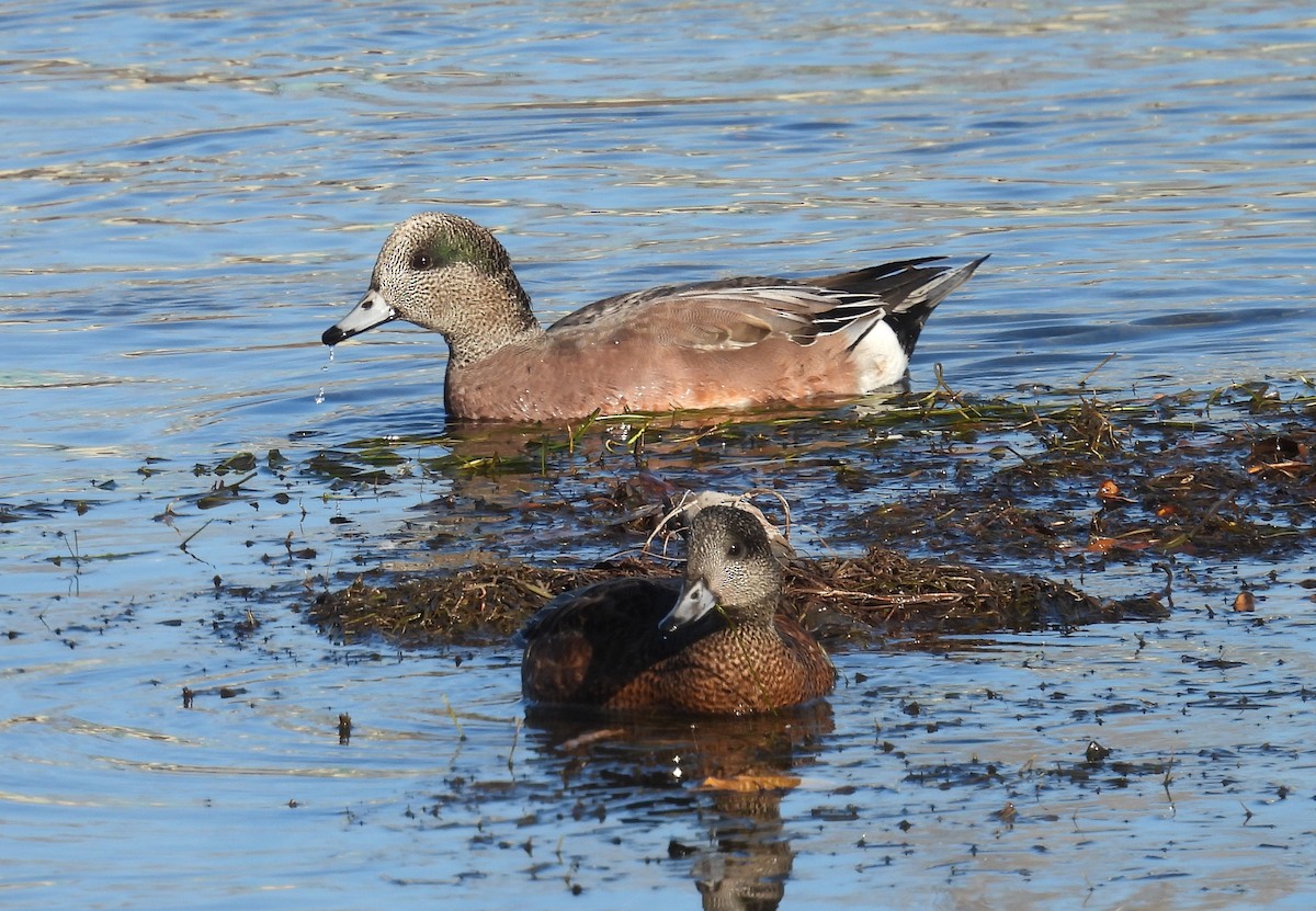 アメリカヒドリ - ML644282255