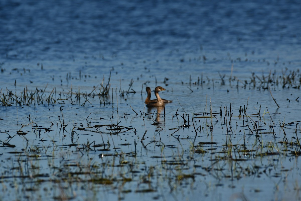 Pied-billed Grebe - ML644282259