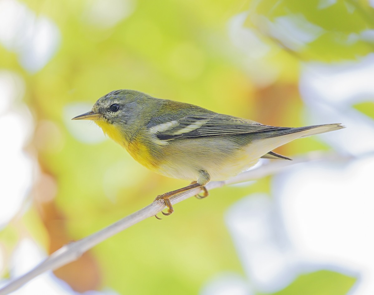 Очковая древесница - ML644282260