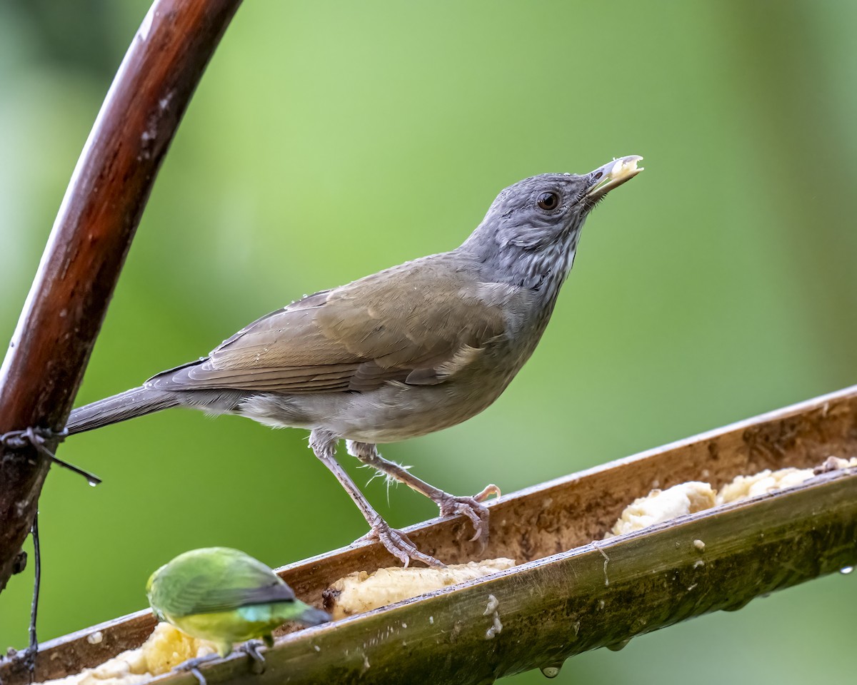Pale-breasted Thrush - ML644282268