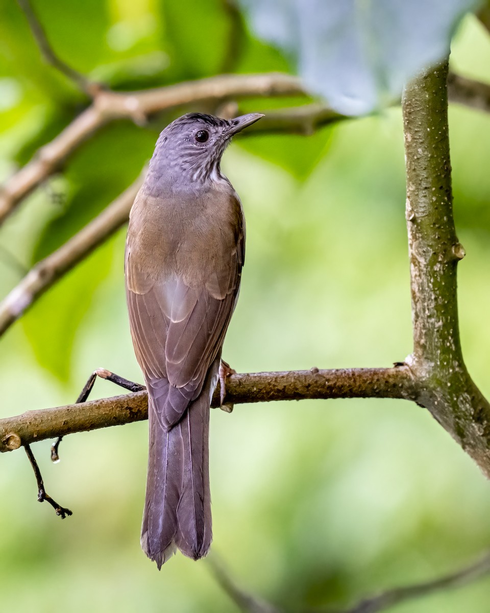 Pale-breasted Thrush - ML644282269