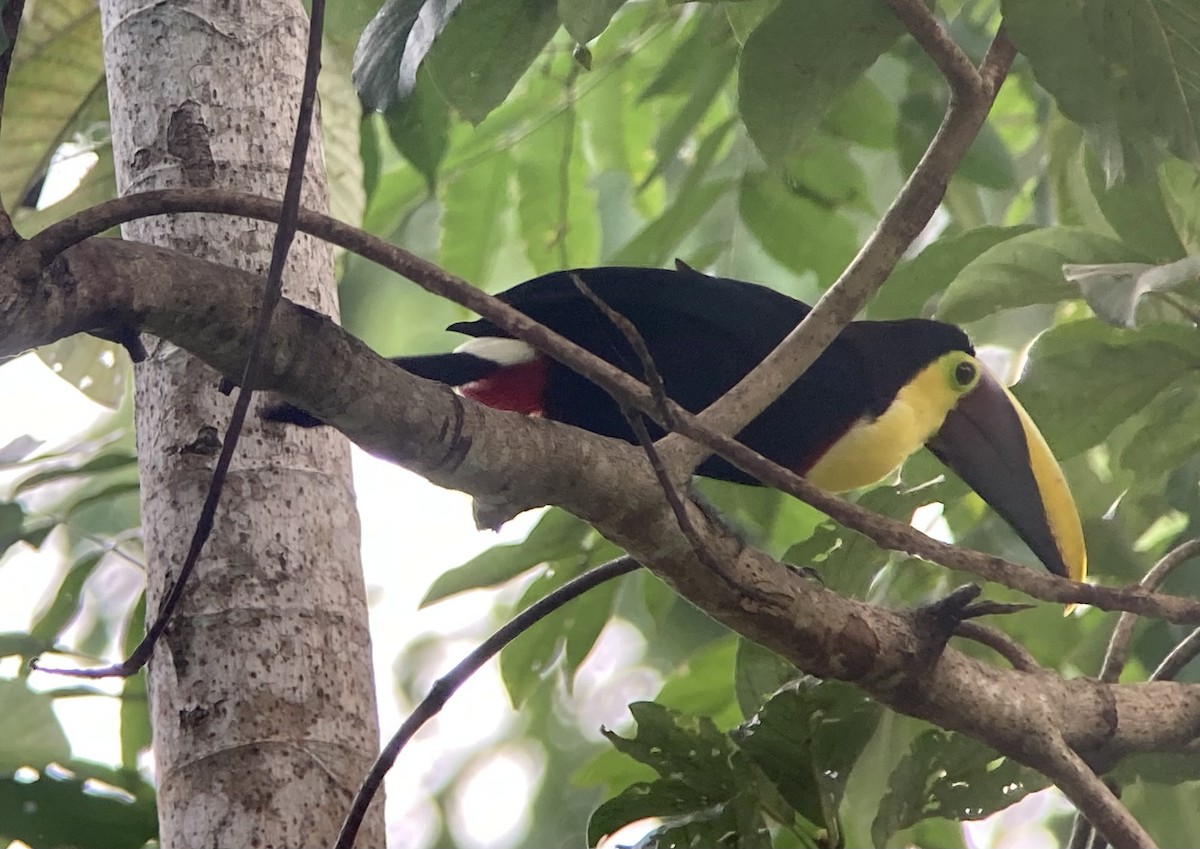 Тукан жовтошиїй (підвид swainsonii) - ML644282279