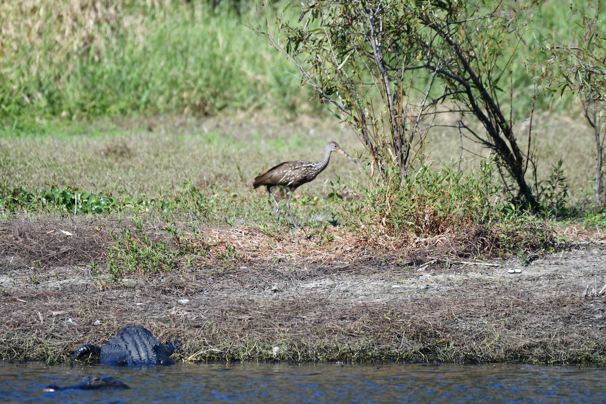 Limpkin - ML644282280