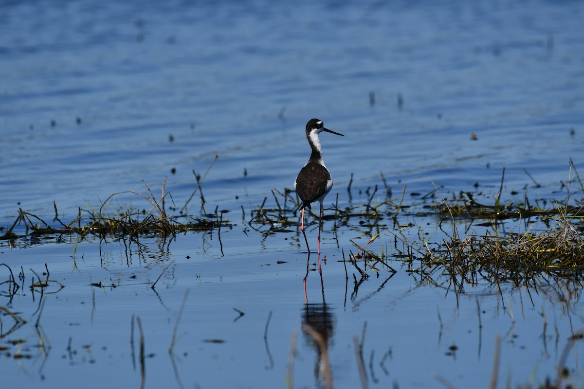 Black-necked Stilt - ML644282291